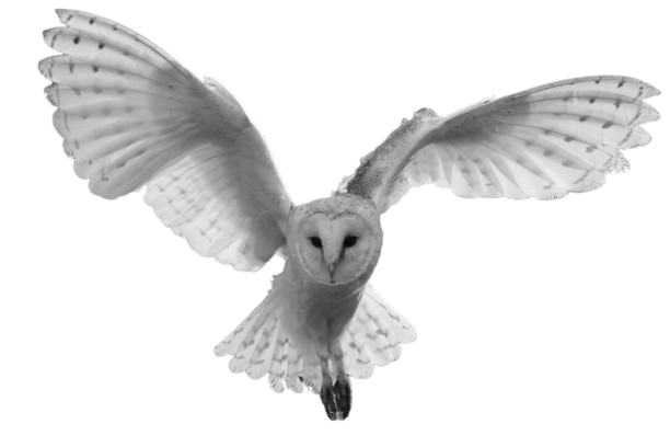 Owl Logo